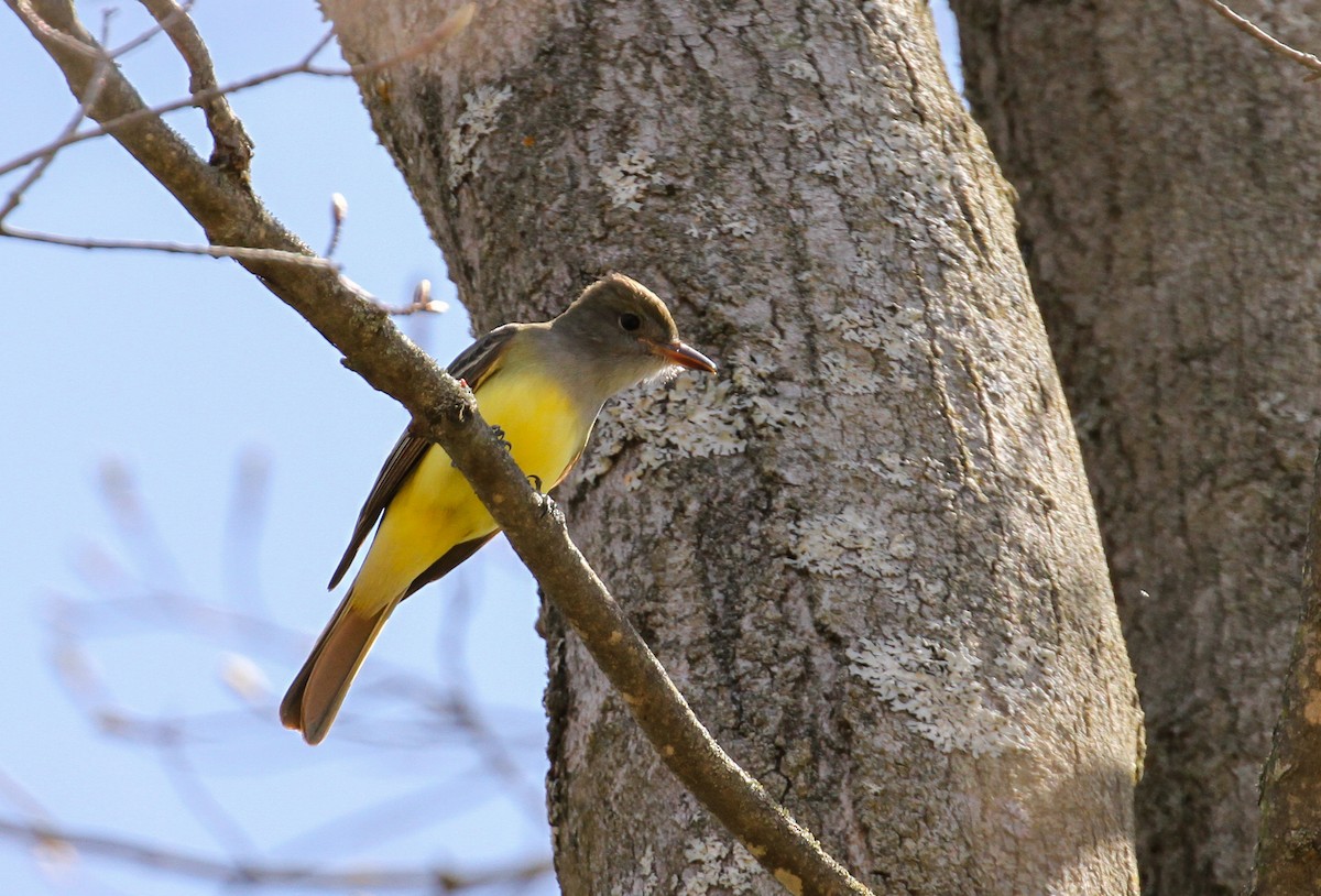 Great Crested Flycatcher - ML647161118