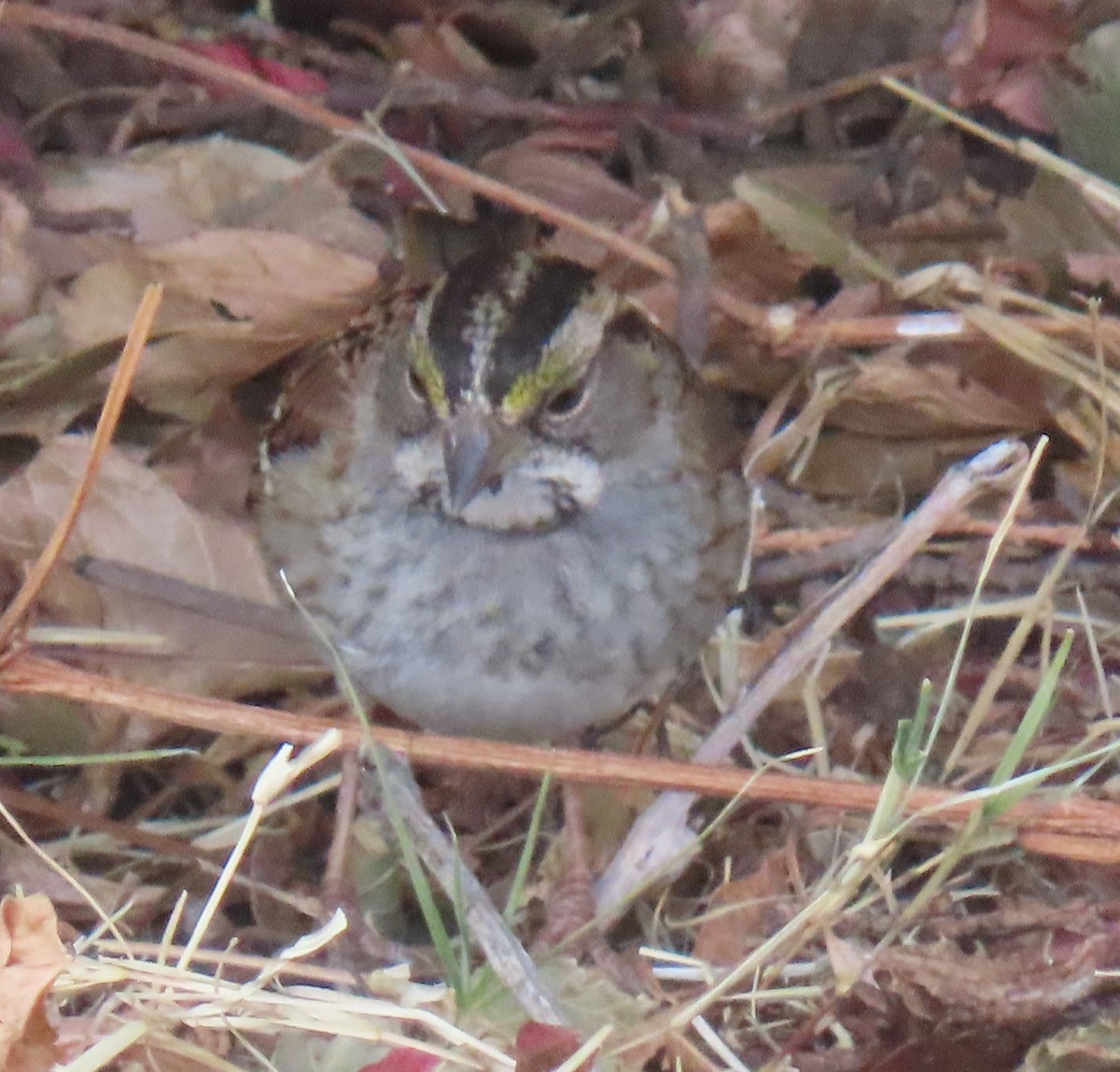 White-throated Sparrow - ML647161119