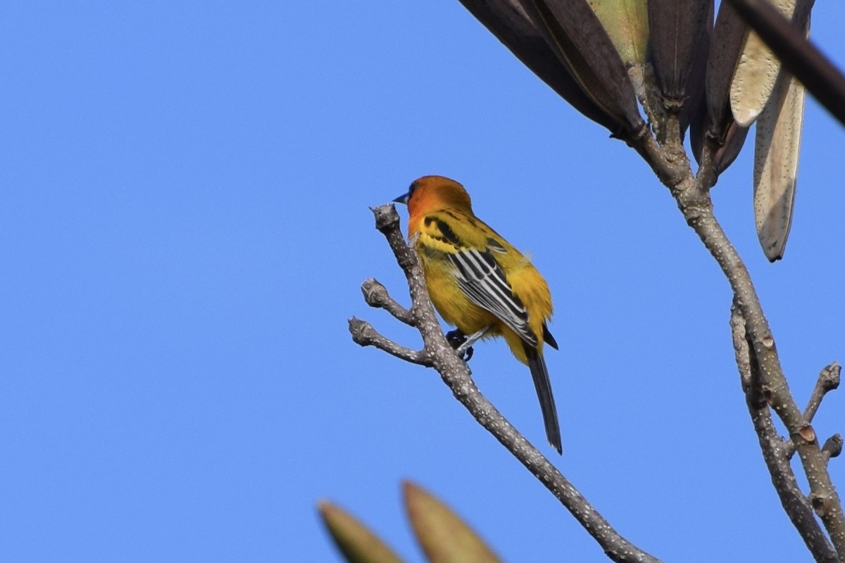 Streak-backed Oriole - ML647161122