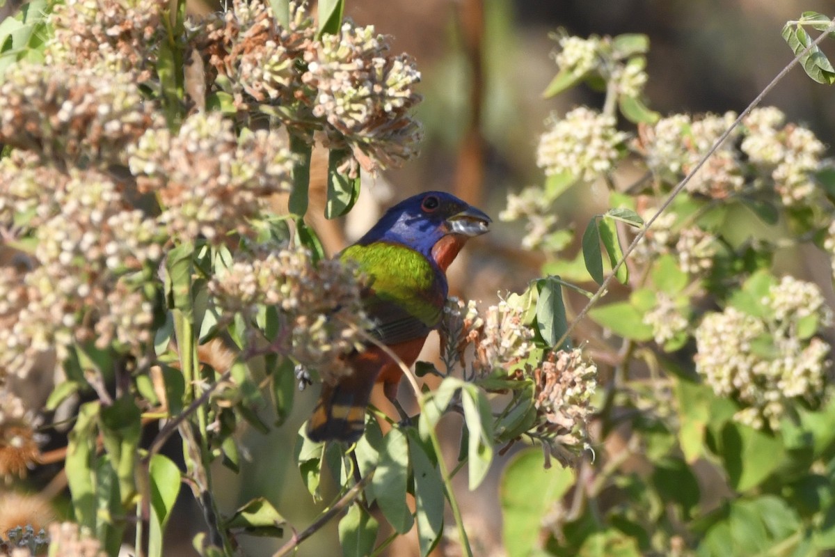 Painted Bunting - ML647161123