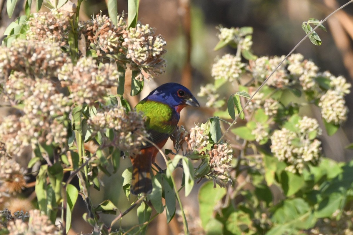 Painted Bunting - ML647161125
