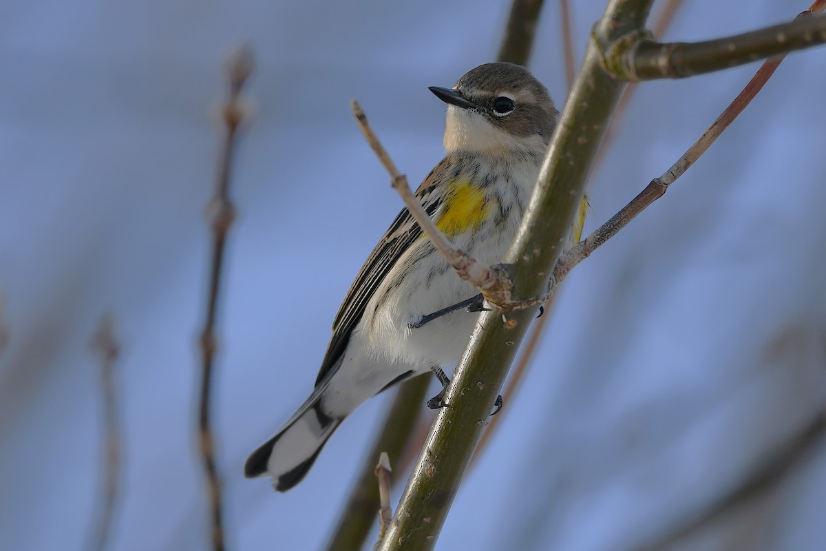 Yellow-rumped Warbler - ML647161127