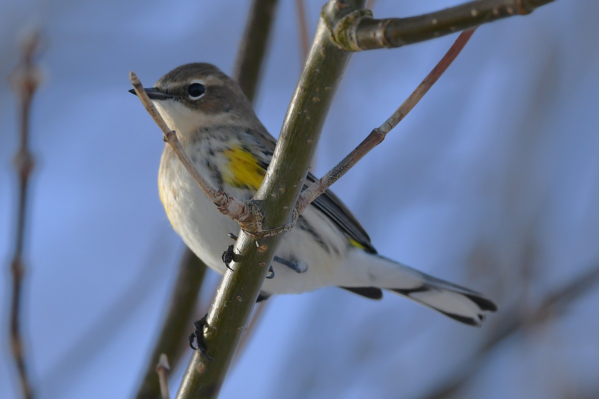 Yellow-rumped Warbler - ML647161128