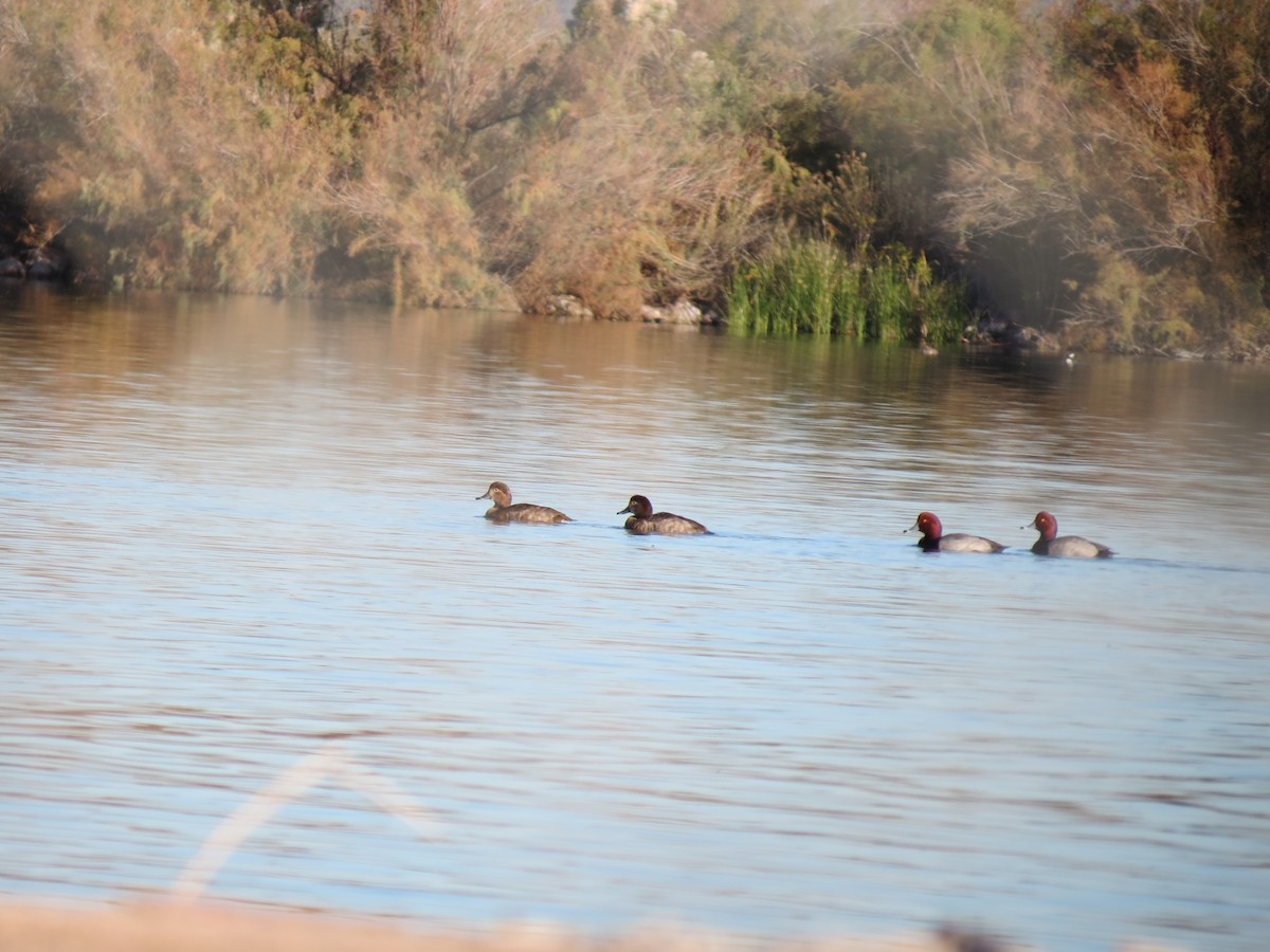 Redhead - ML647161129