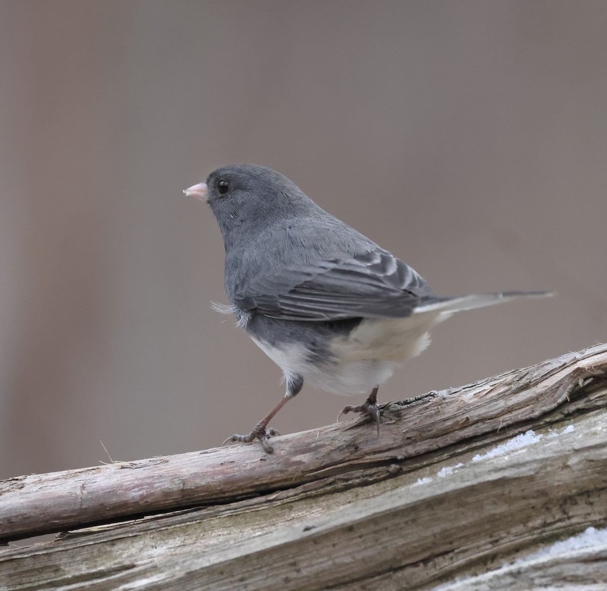 Dark-eyed Junco - ML647161130