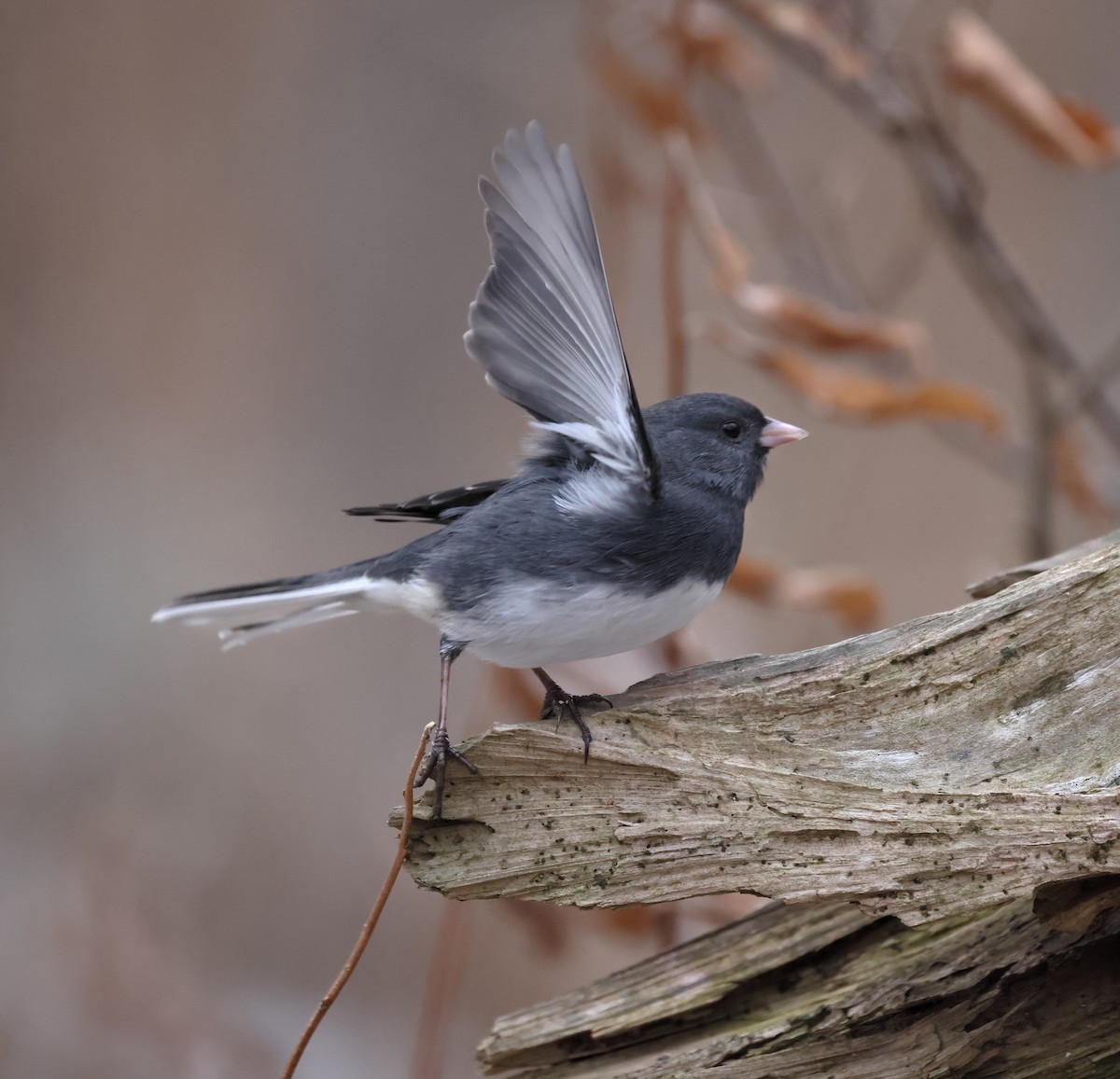 Dark-eyed Junco - ML647161131