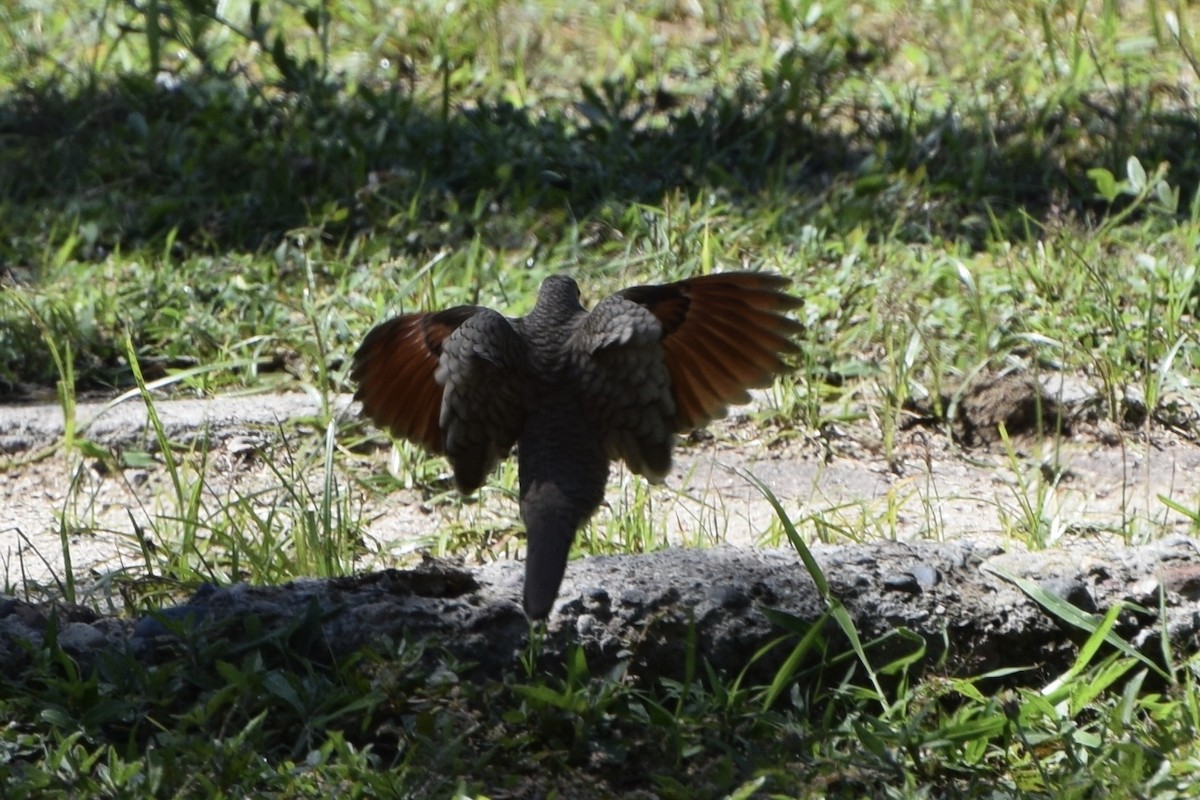 holoubek mexický - ML647161136