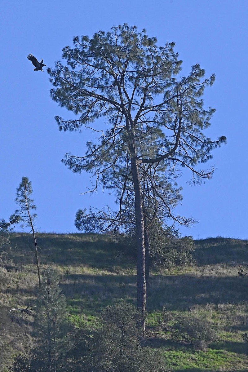 California Condor - ML647161139