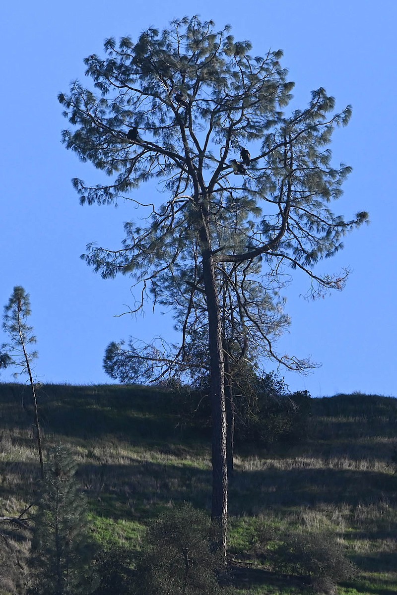 California Condor - ML647161140