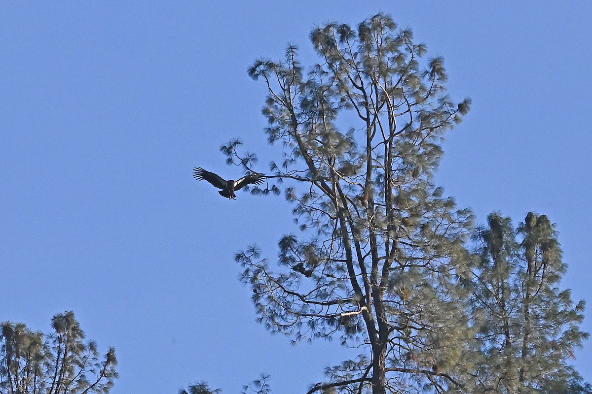 California Condor - ML647161141