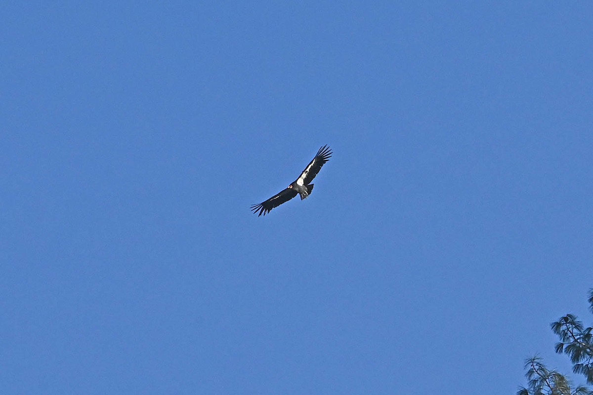 California Condor - ML647161144