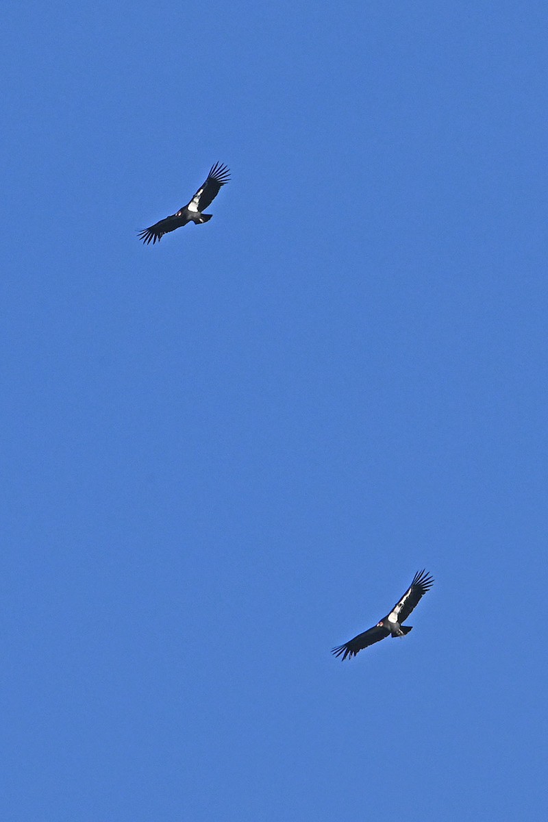 California Condor - ML647161145