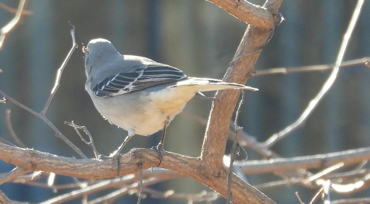 Northern Mockingbird - ML647161148