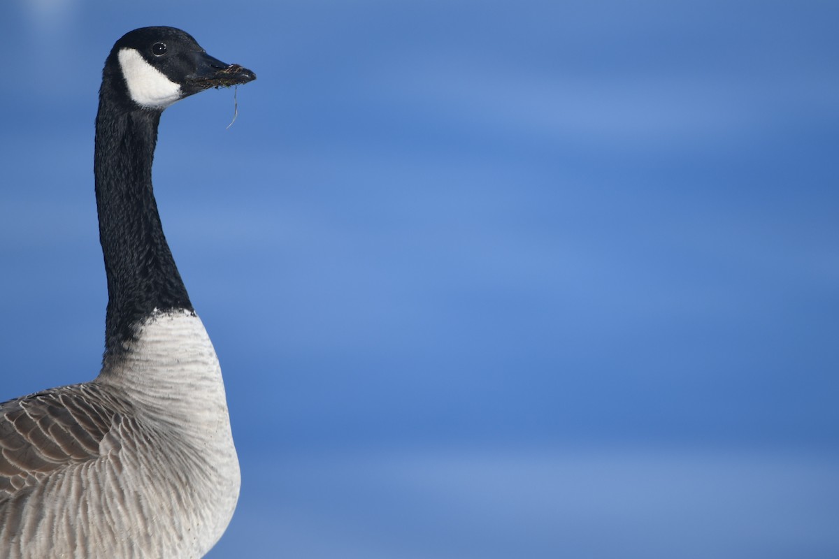 Bernache du Canada - ML647161158