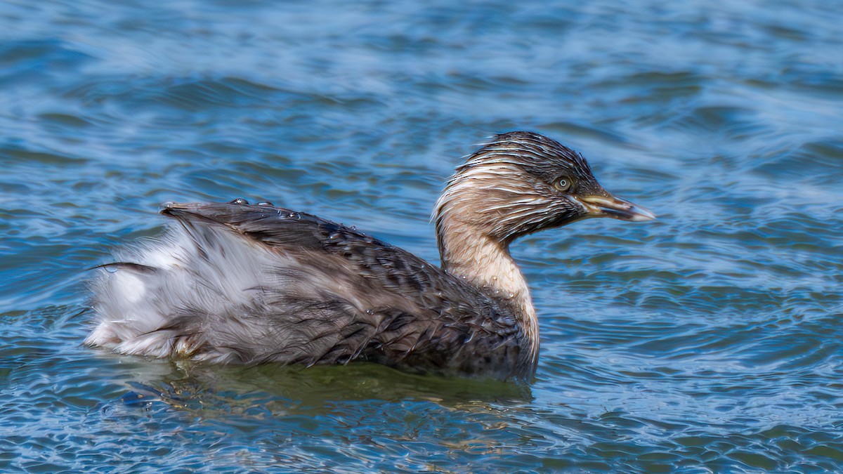 Zampullín Canoso - ML647161166