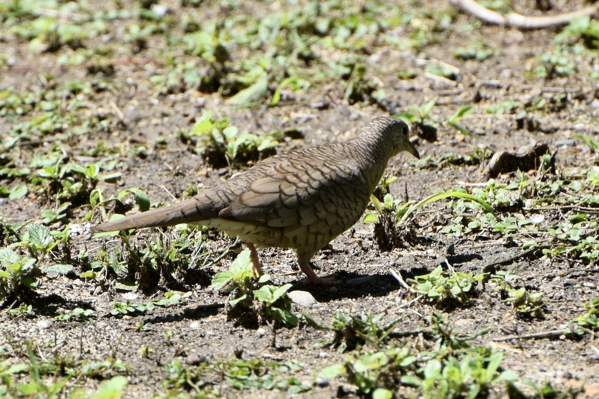 holoubek mexický - ML647161172