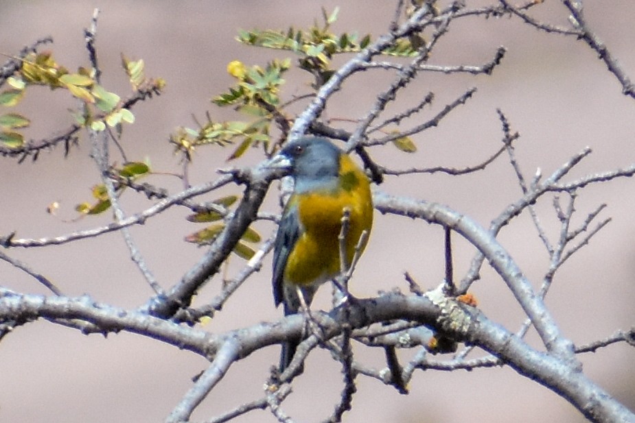 Peruvian Sierra Finch - ML647161181