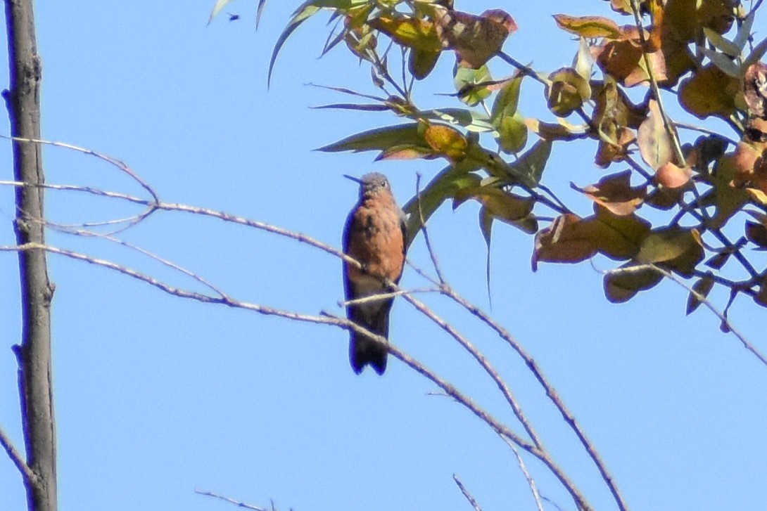 Giant Hummingbird - ML647161182