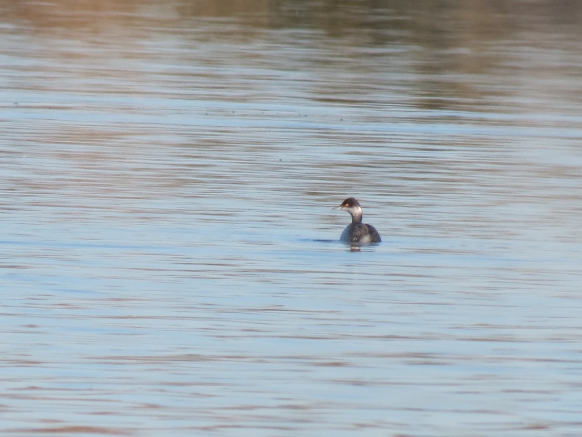 Txilinporta lepabeltza - ML647161184