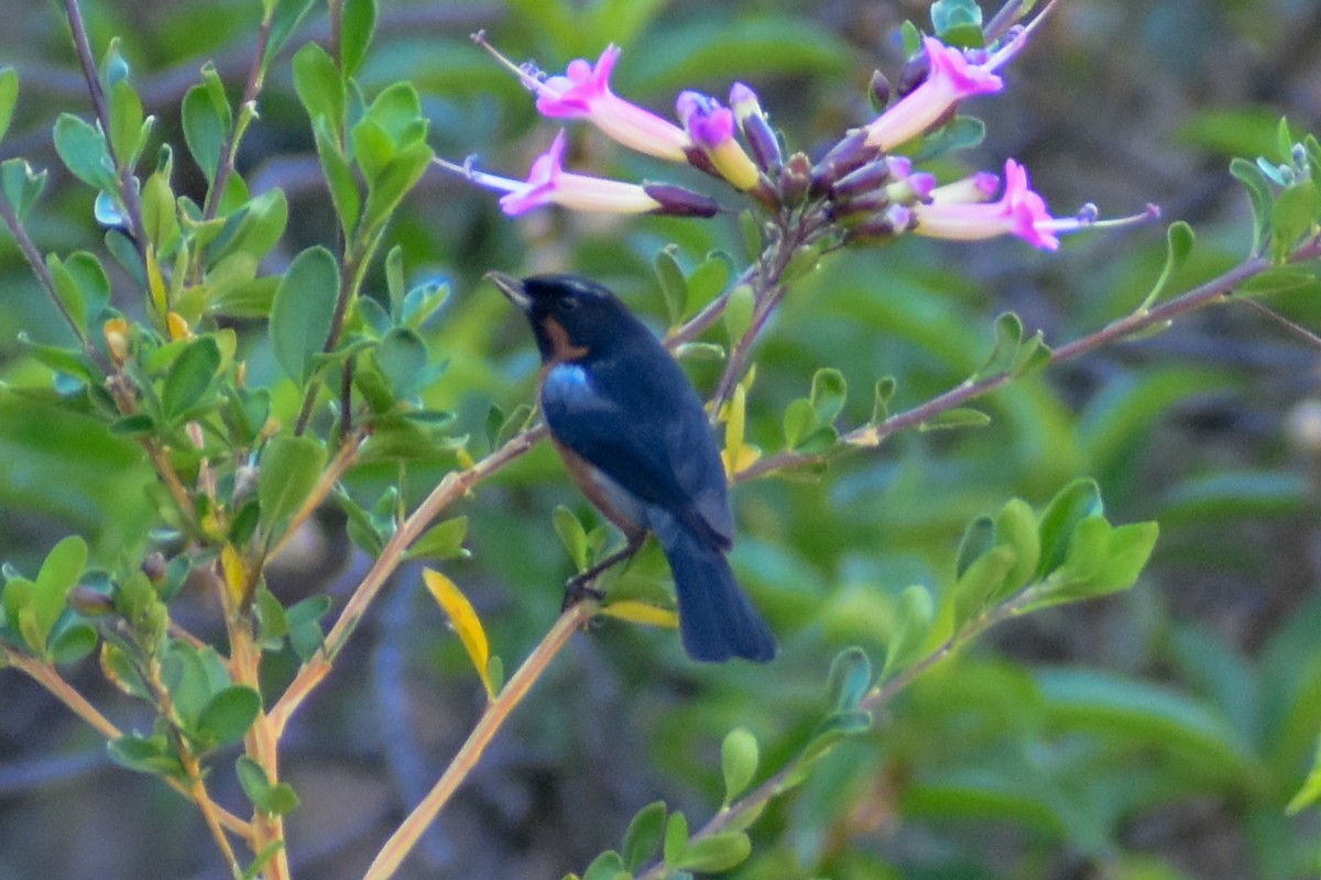 Black-throated Flowerpiercer - ML647161185