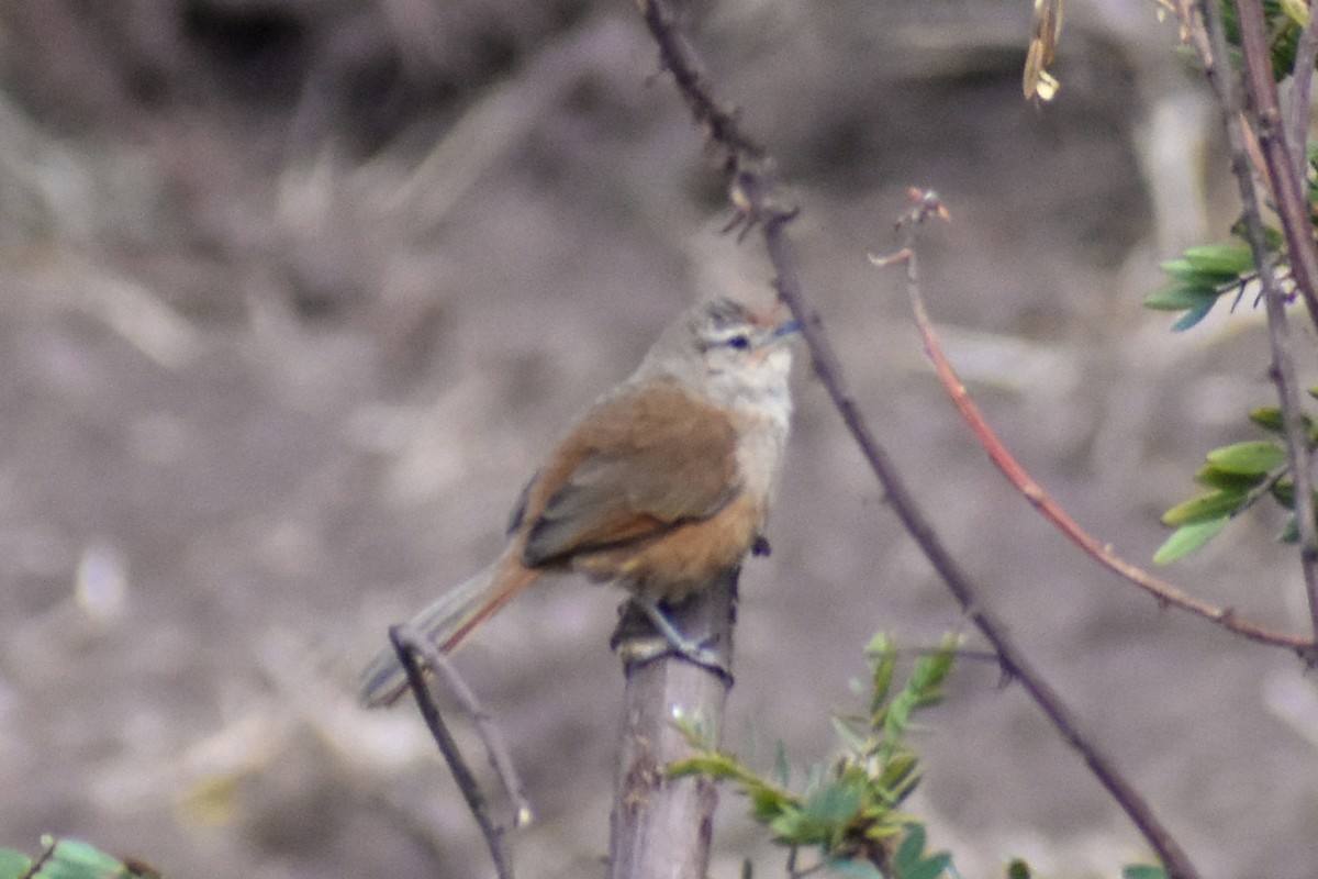 Black-tailed Trainbearer - ML647161186