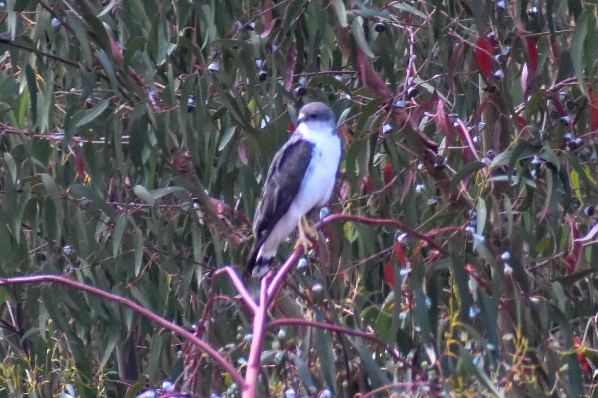 Variable Hawk - ML647161188