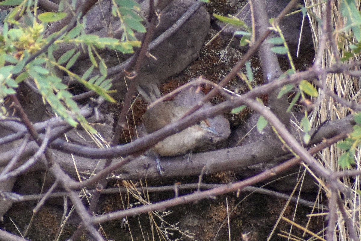 Black-tailed Trainbearer - ML647161191