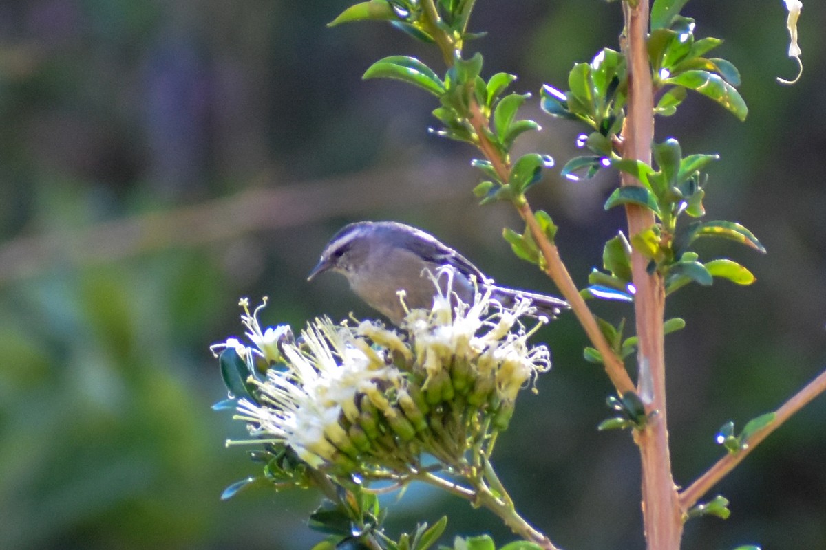 Cinereous Conebill - ML647161192