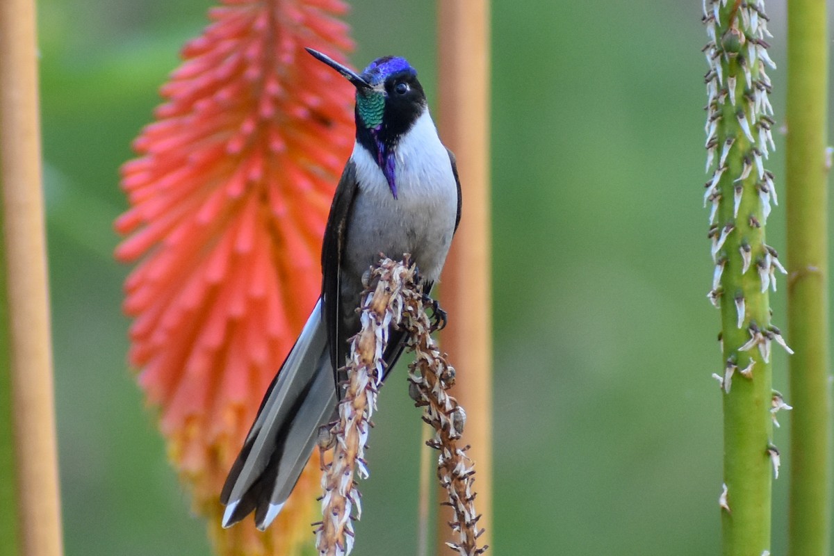 Bearded Mountaineer - ML647161196