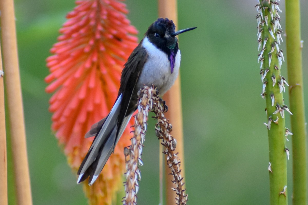 Bearded Mountaineer - ML647161199