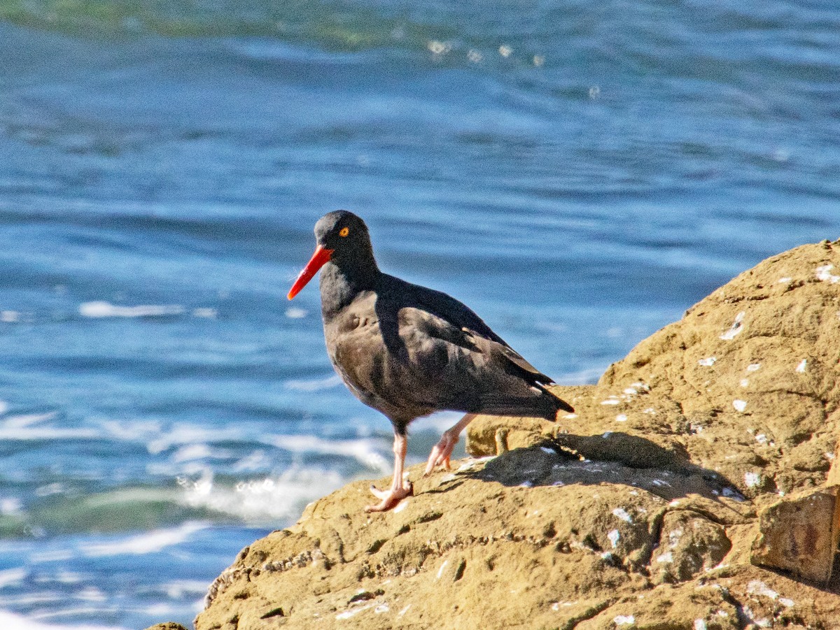 Black Oystercatcher - ML647161241