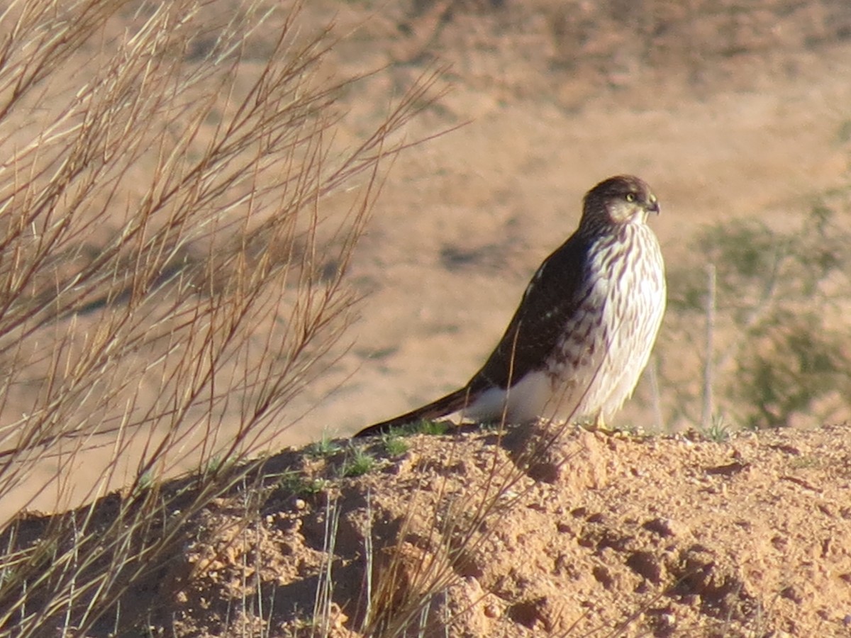 Cooper's Hawk - ML647161243