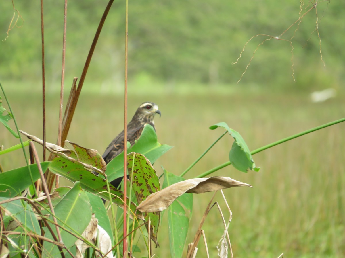 Snail Kite - ML647161244