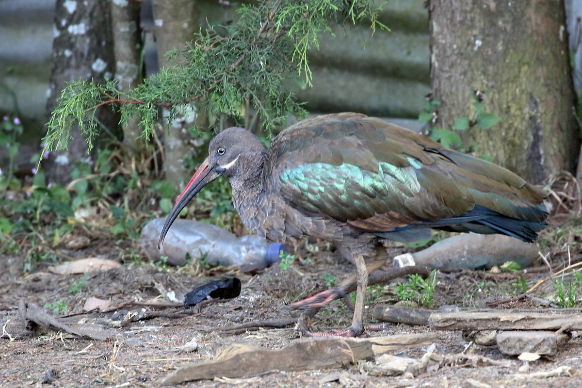 Hadada ibisa - ML647161245