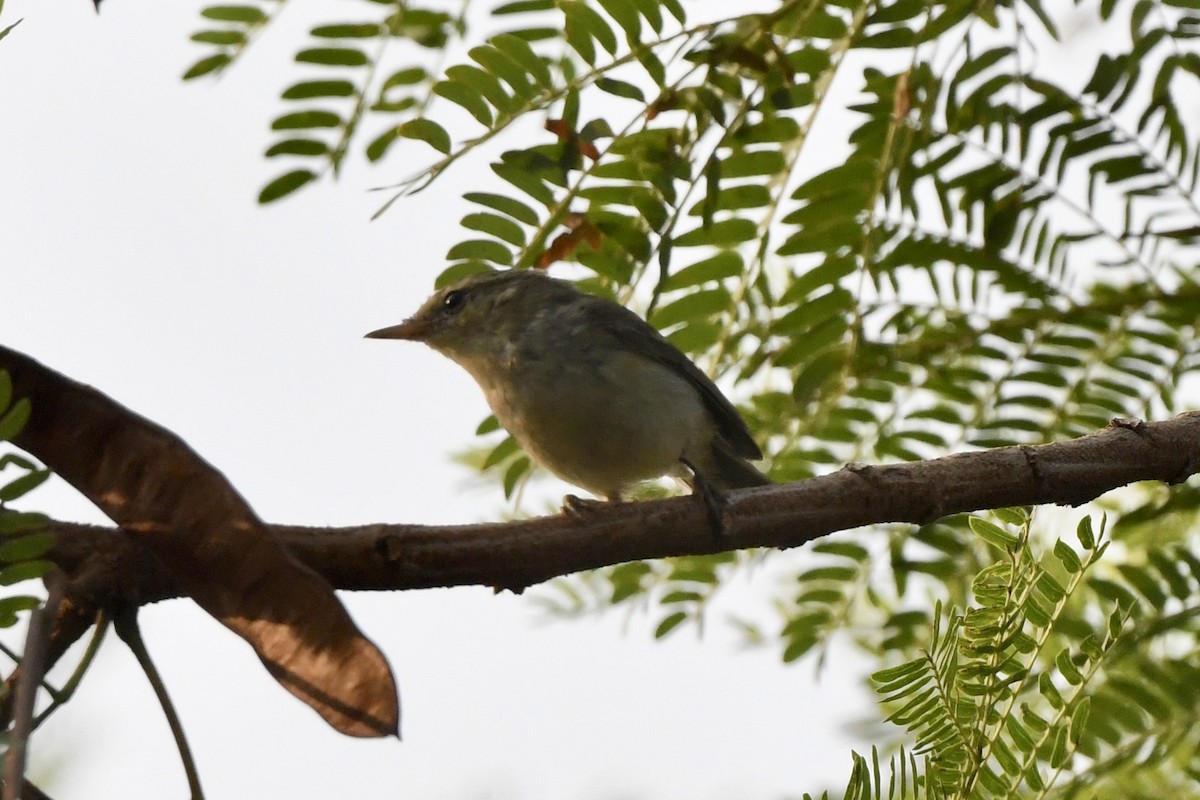 Txio berdexka - ML647161248