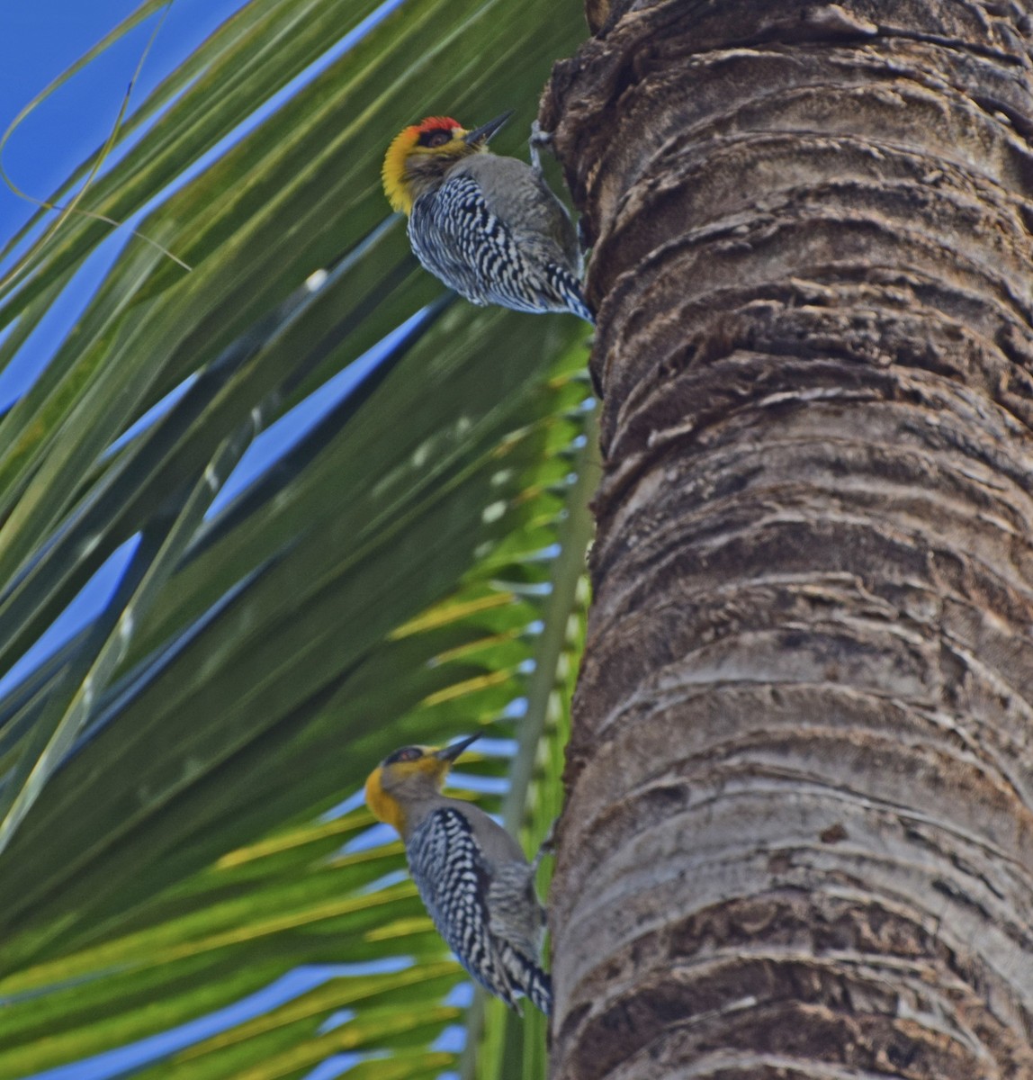 Golden-cheeked Woodpecker - ML647161250