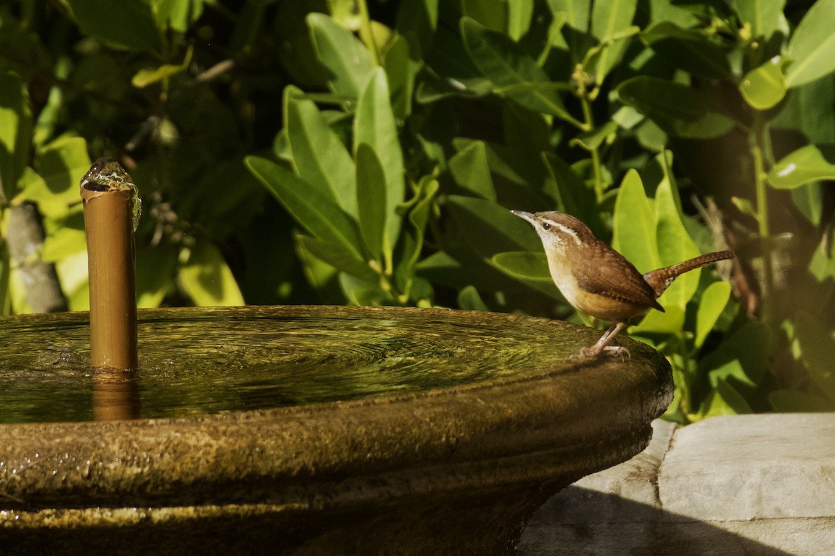 Carolina Wren - ML647161253