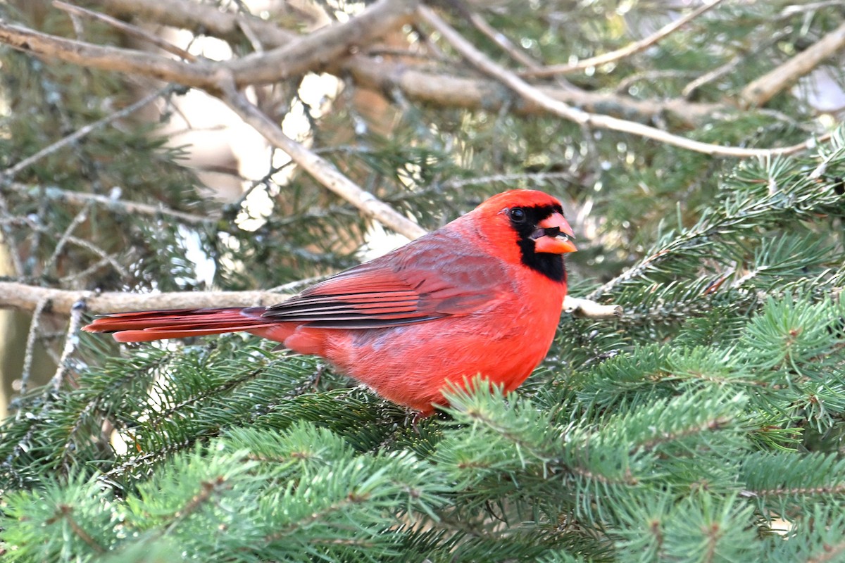 Kardinal arrunta - ML647161256