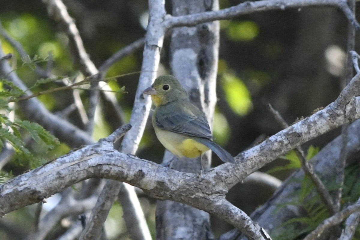 Orange-breasted Bunting - ML647161258