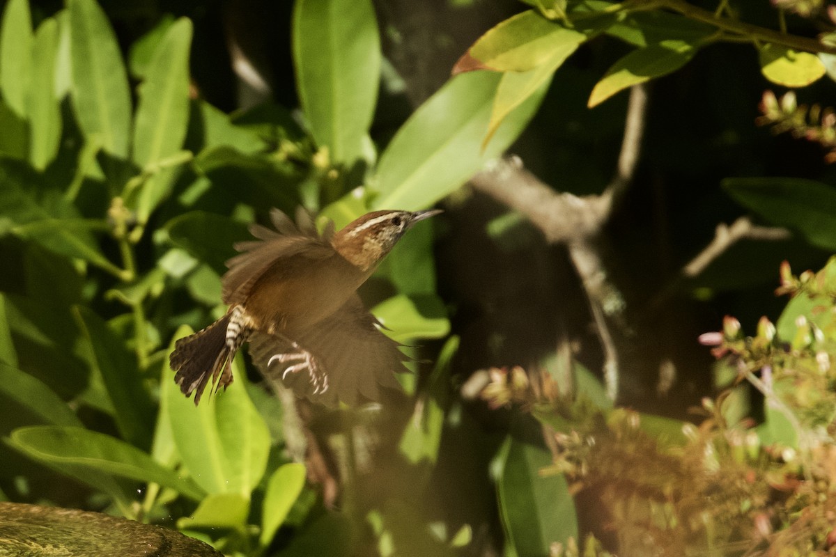 Carolina Wren - ML647161259