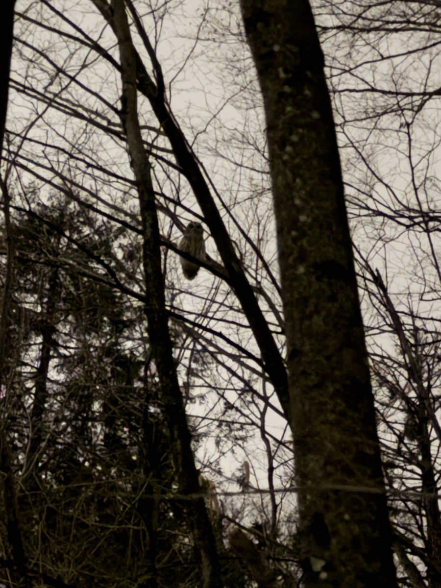 Barred Owl - ML647161263