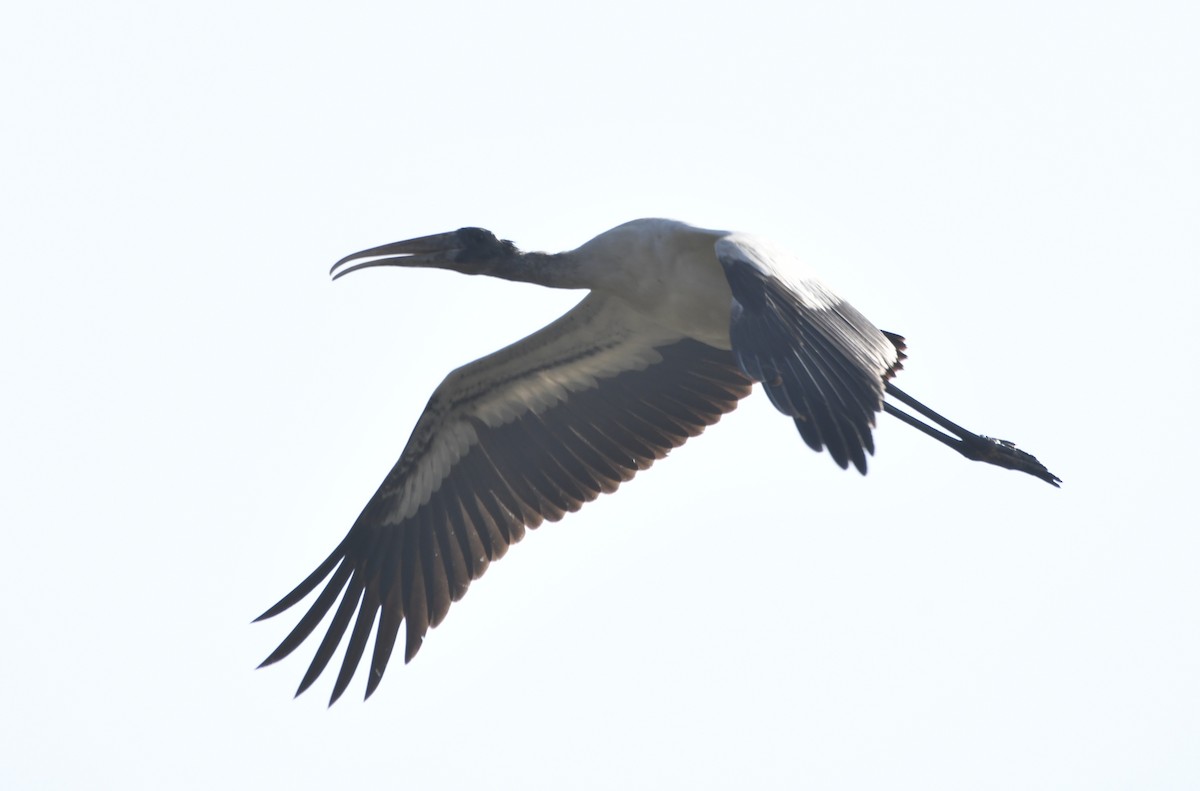 Tantalo amerikarra - ML647161266