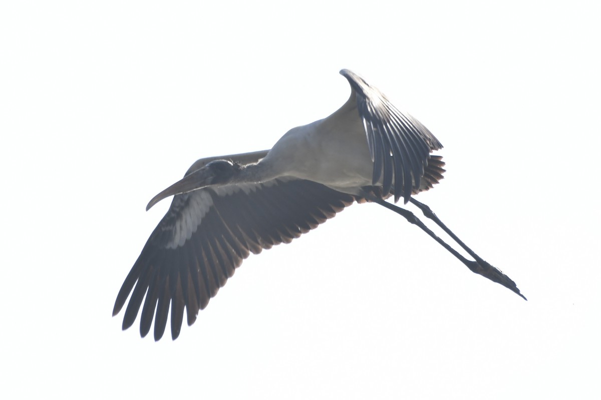 Tantalo amerikarra - ML647161267