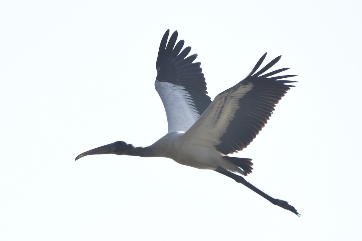 Tantalo amerikarra - ML647161268