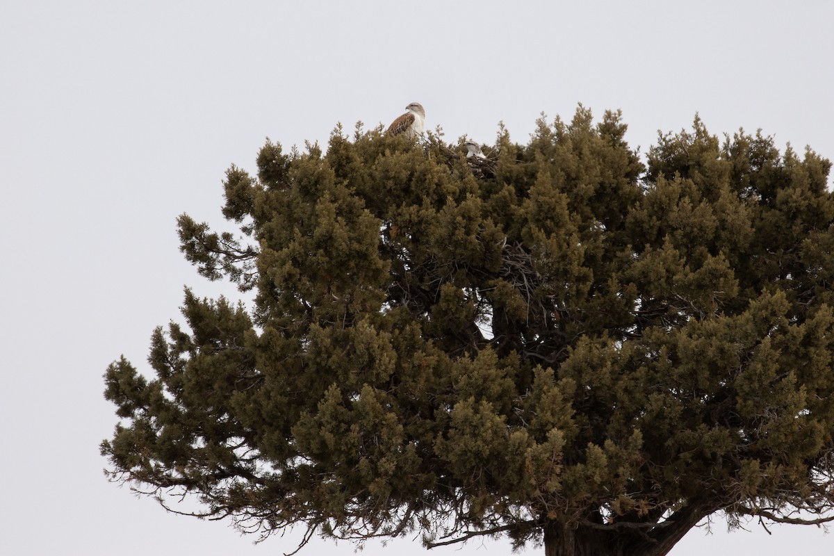 Ferruginous Hawk - ML647161272