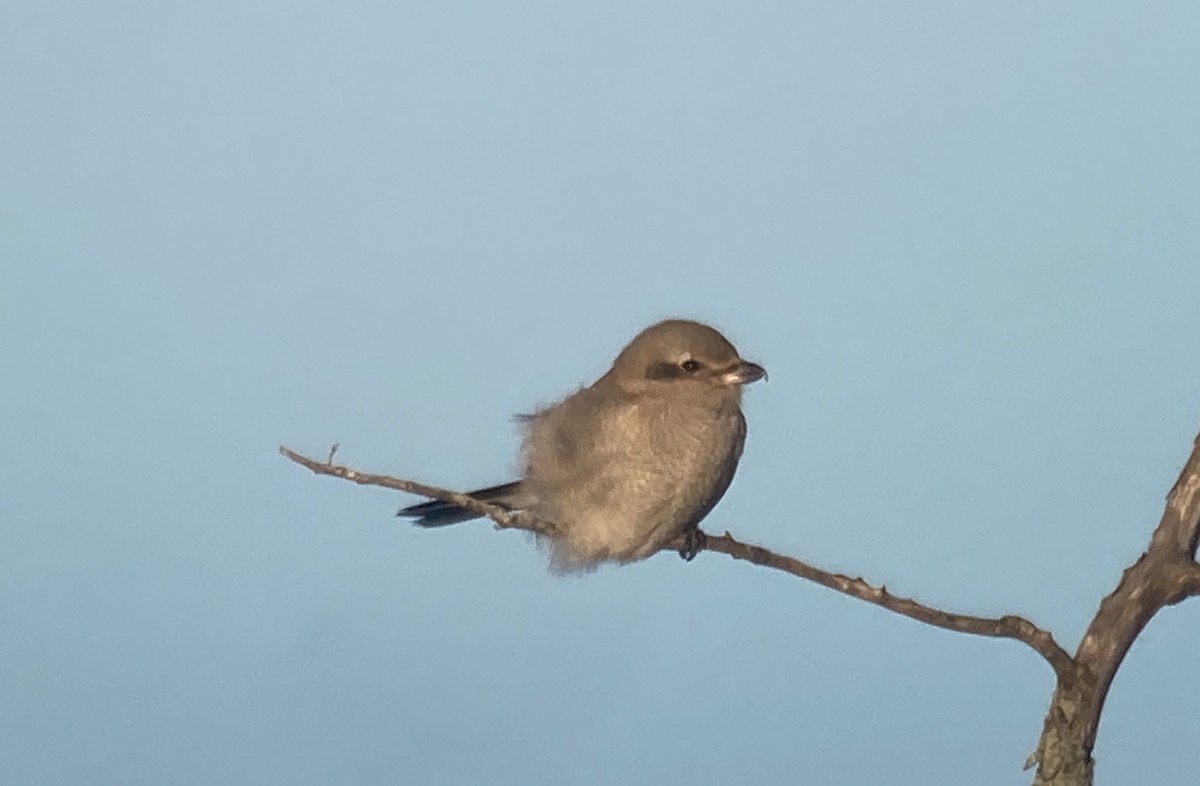 Antzandobi boreala - ML647161273