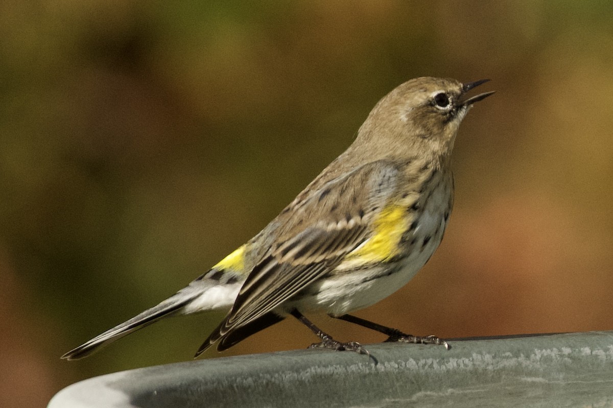 Yellow-rumped Warbler - ML647161274