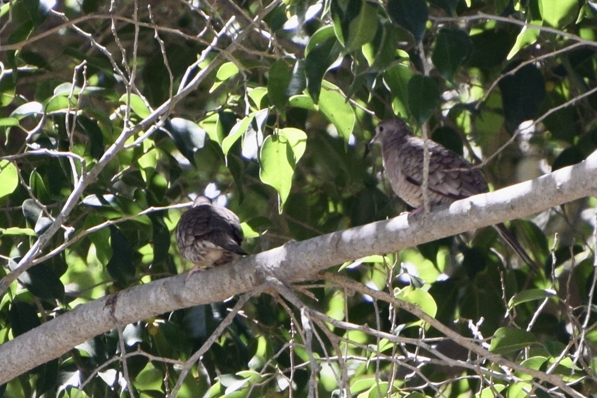 Inca Dove - ML647161275