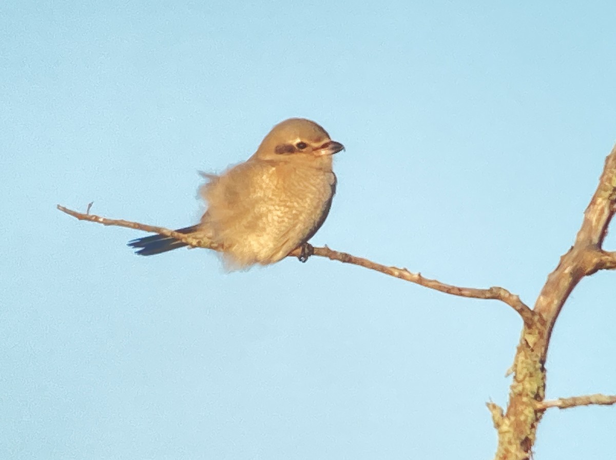 Antzandobi boreala - ML647161276