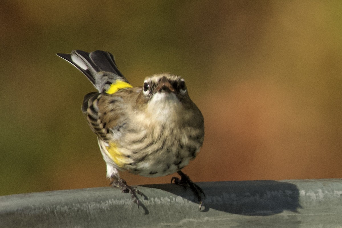 Yellow-rumped Warbler - ML647161279